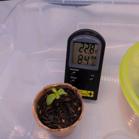The Bird growlog timeline photo