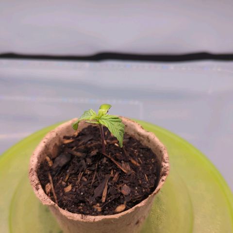 The Bird growlog timeline photo