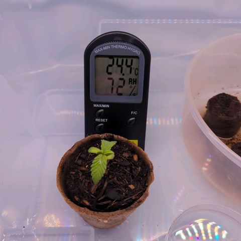 The Bird growlog timeline photo