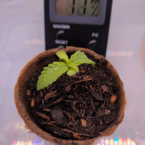 The Bird growlog timeline photo