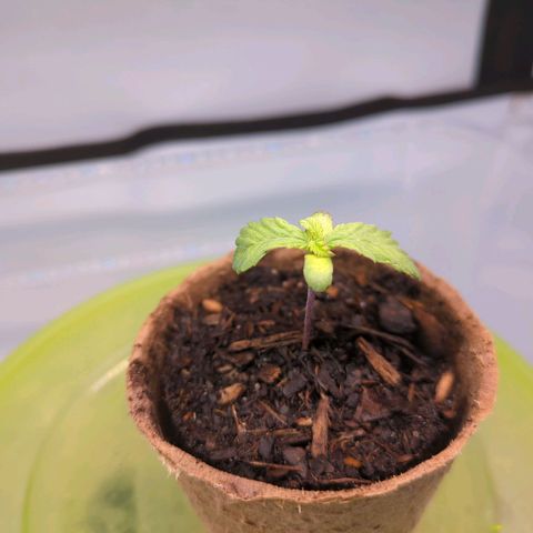 The Bird growlog timeline photo