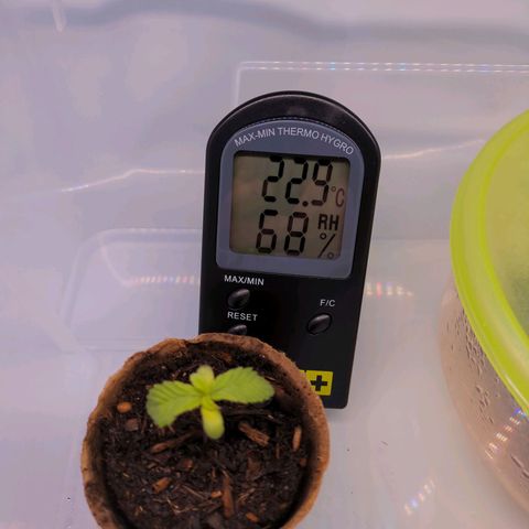 The Bird growlog timeline photo