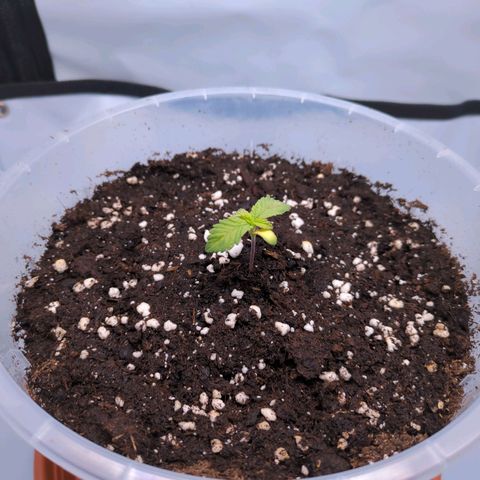 The Bird growlog timeline photo