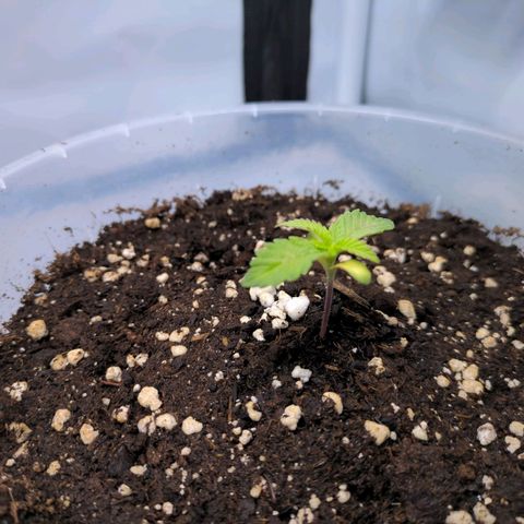 The Bird growlog timeline photo
