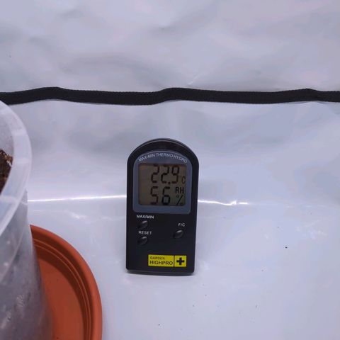 The Bird growlog timeline photo