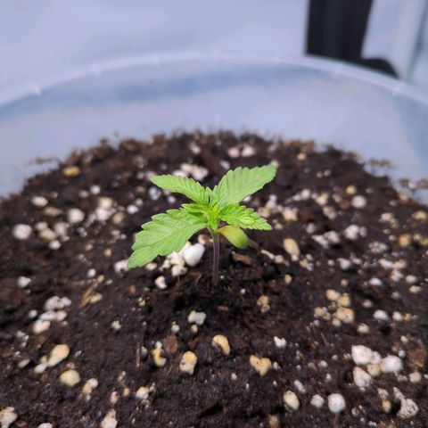 The Bird growlog timeline photo