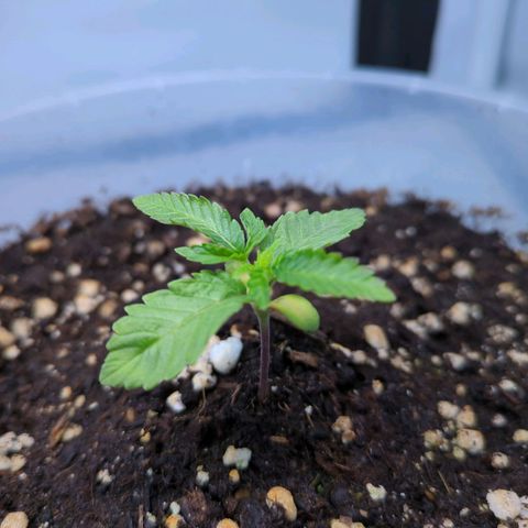 The Bird growlog timeline photo