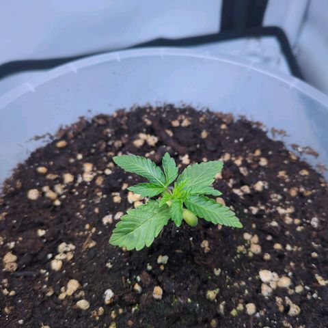 The Bird growlog timeline photo