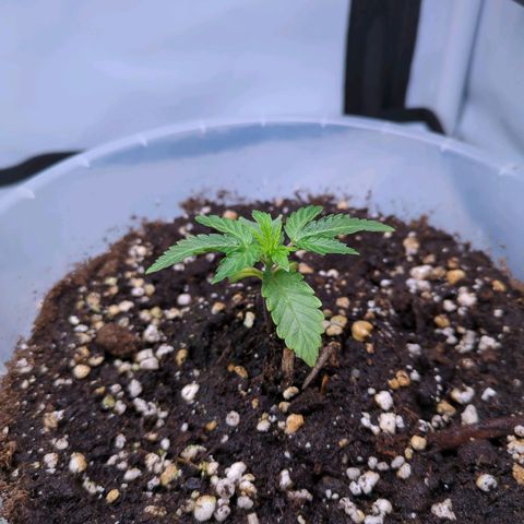 The Bird growlog timeline photo