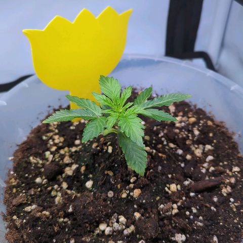 The Bird growlog timeline photo