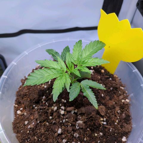 The Bird growlog timeline photo