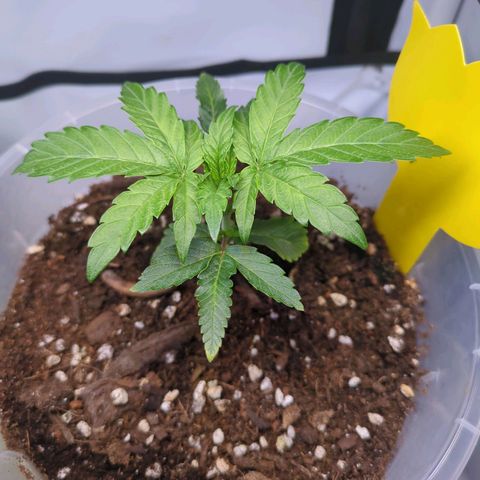 The Bird growlog timeline photo