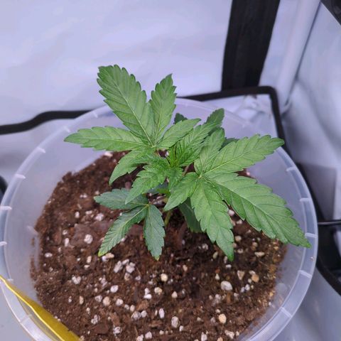 The Bird growlog timeline photo