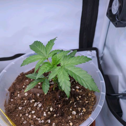 The Bird growlog timeline photo