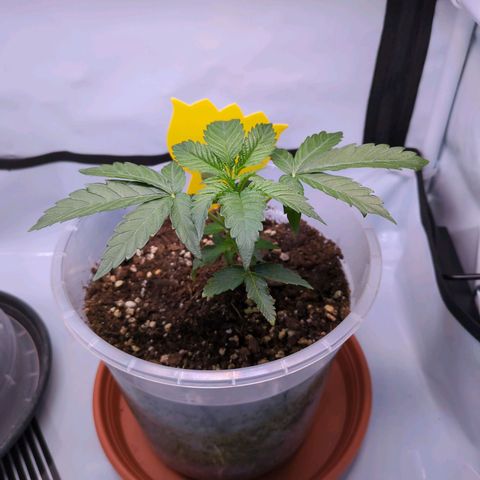 The Bird growlog timeline photo