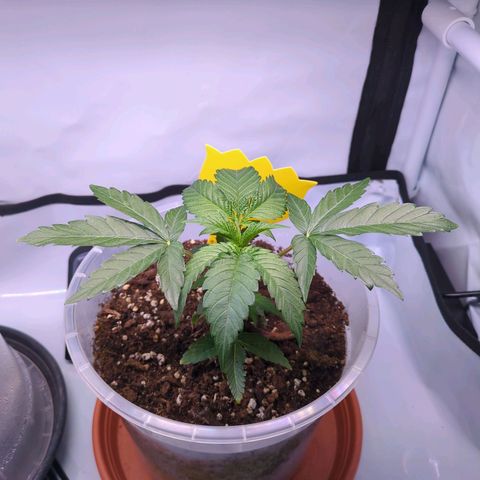 The Bird growlog timeline photo