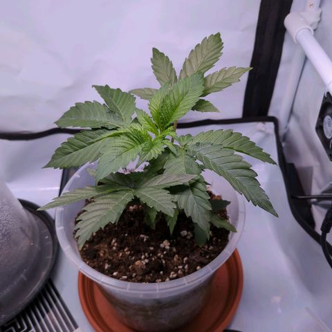 The Bird growlog timeline photo