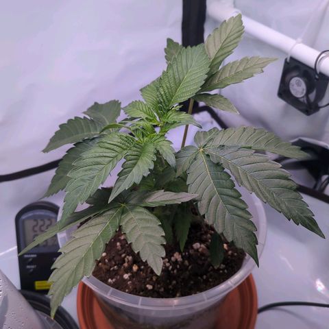 The Bird growlog timeline photo