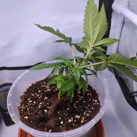 The Bird growlog timeline photo