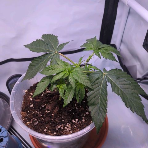 The Bird growlog timeline photo
