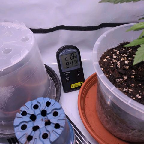 The Bird growlog timeline photo