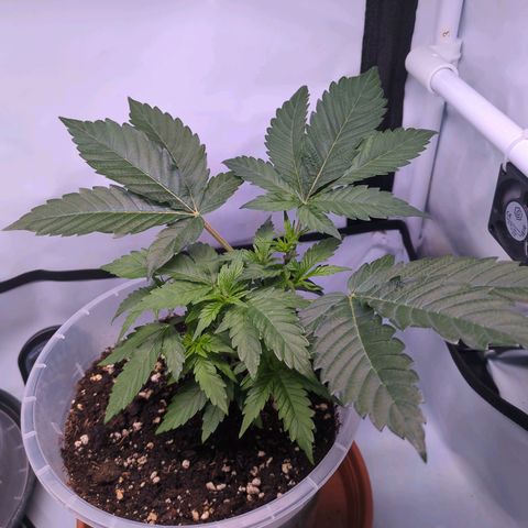 The Bird growlog timeline photo