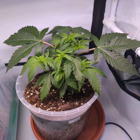 The Bird growlog timeline photo