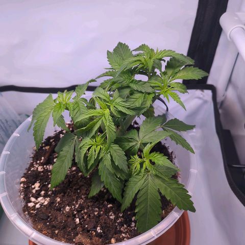 The Bird growlog timeline photo