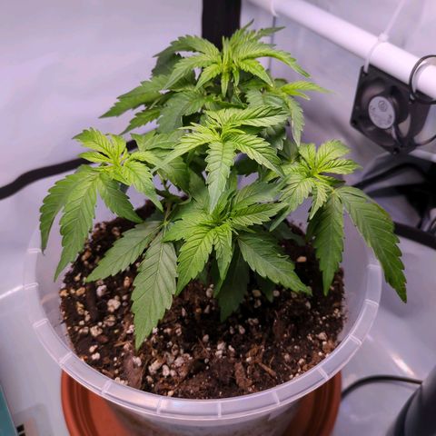 The Bird growlog timeline photo