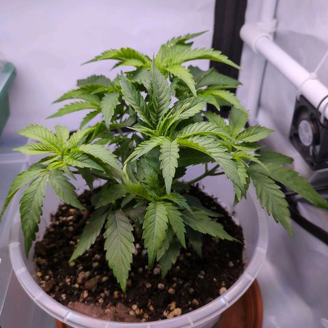 The Bird growlog timeline photo