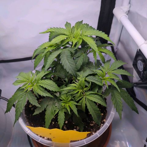 The Bird growlog timeline photo