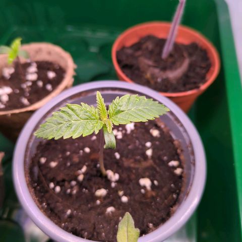 Strawberry Kush growlog photo