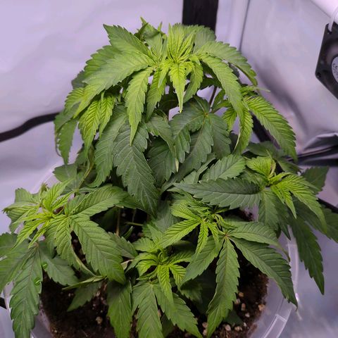 The Bird growlog timeline photo