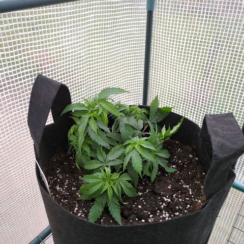 The Bird growlog timeline photo