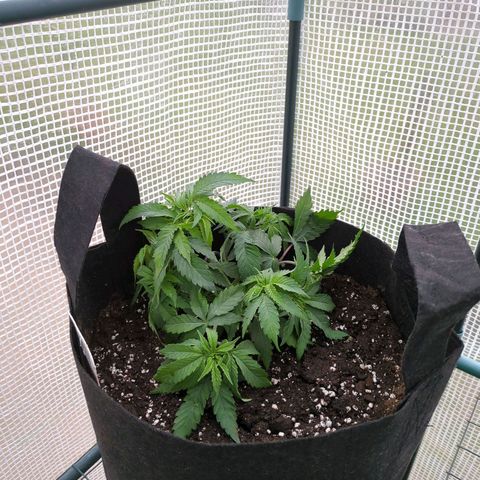 The Bird growlog timeline photo
