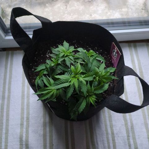 The Bird growlog timeline photo