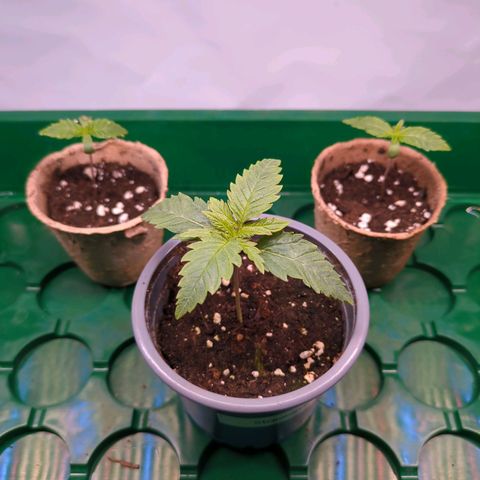 Strawberry Kush growlog photo