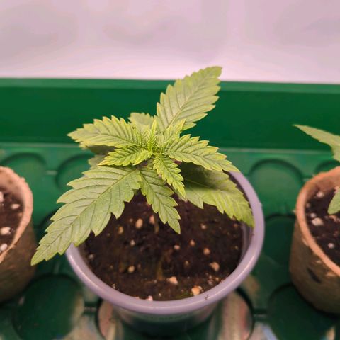 Strawberry Kush growlog photo