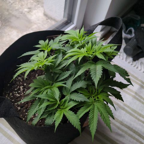 The Bird growlog timeline photo