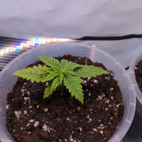 Strawberry Kush growlog photo