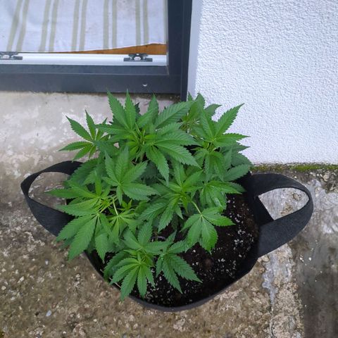 The Bird growlog timeline photo
