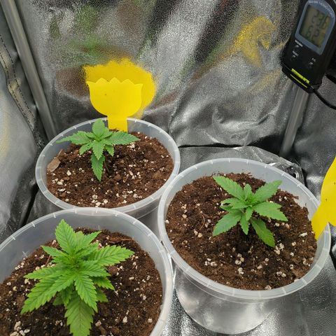 Strawberry Kush growlog photo