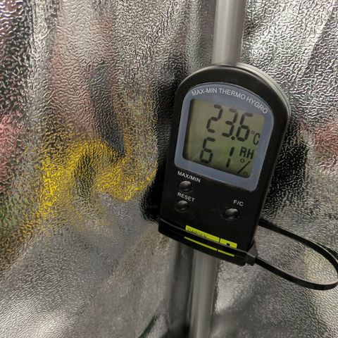 Strawberry Kush growlog timeline photo