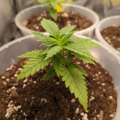 Strawberry Kush growlog timeline photo