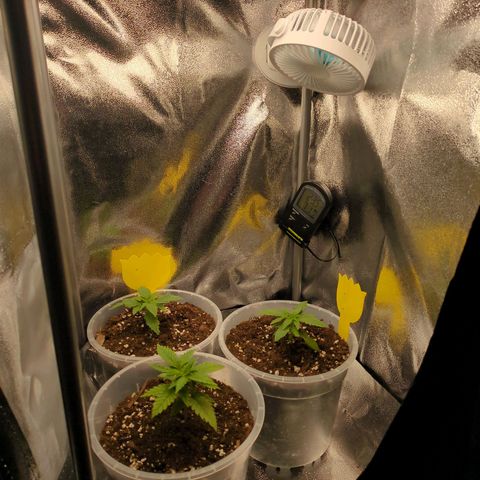 Strawberry Kush growlog timeline photo
