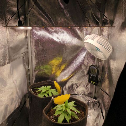 Strawberry Kush growlog timeline photo