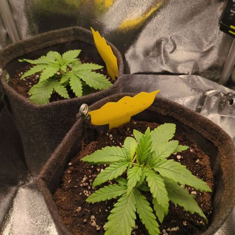 Strawberry Kush growlog timeline photo