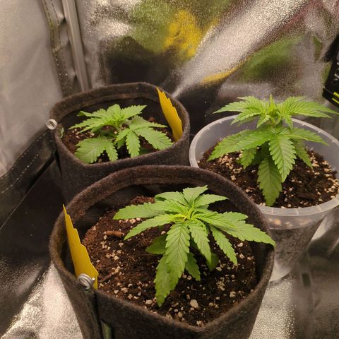 Strawberry Kush growlog timeline photo