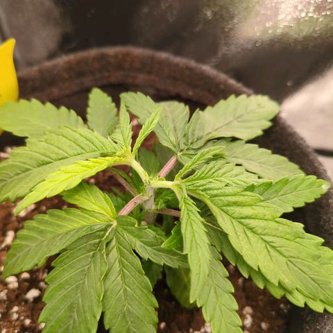 Strawberry Kush growlog timeline photo