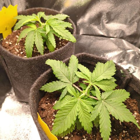 Strawberry Kush growlog timeline photo